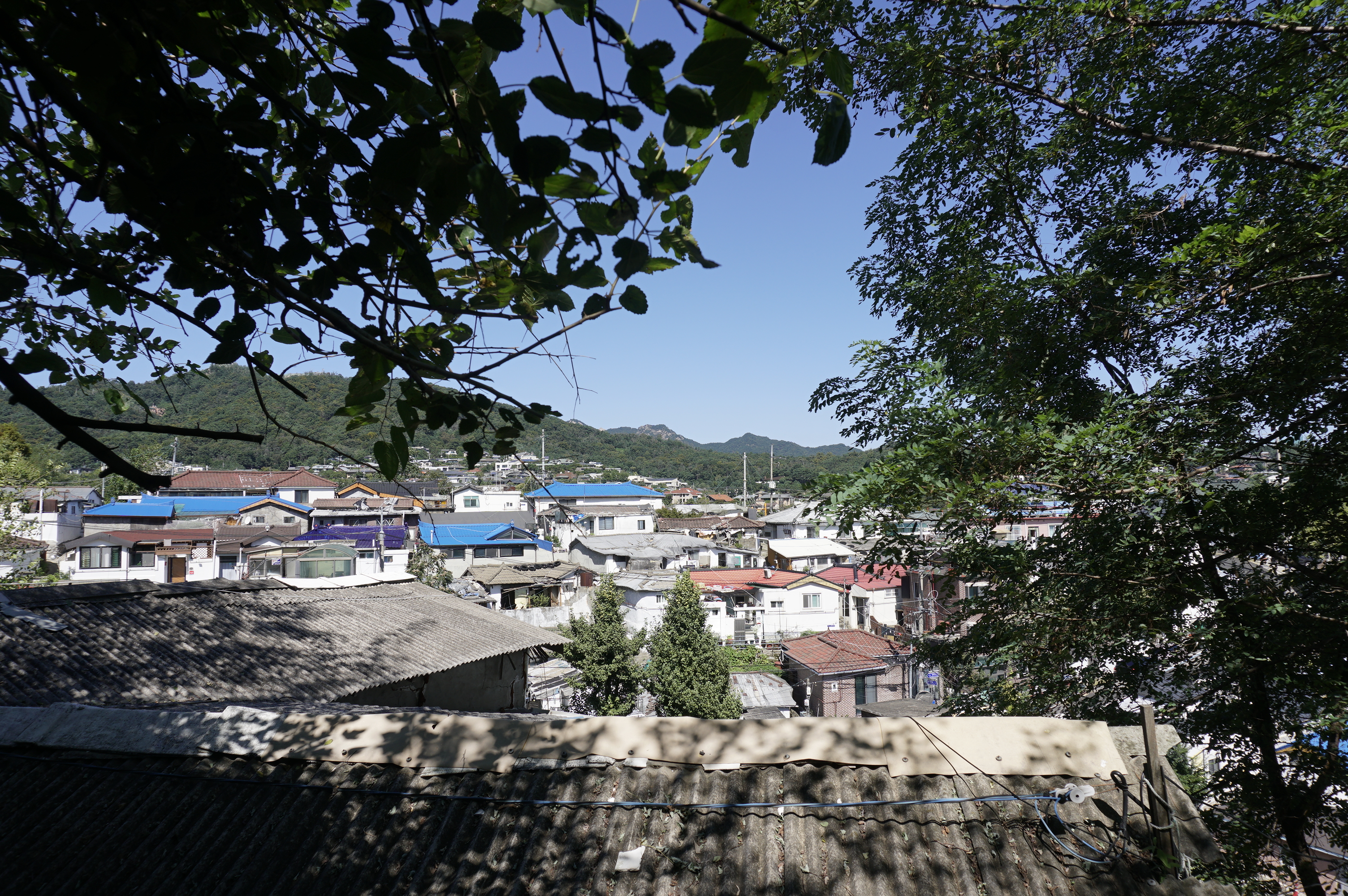 나무 사이로 내려다본 북정마을 지붕과 길